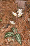 Pipsissewa <BR>Spotted wintergreen